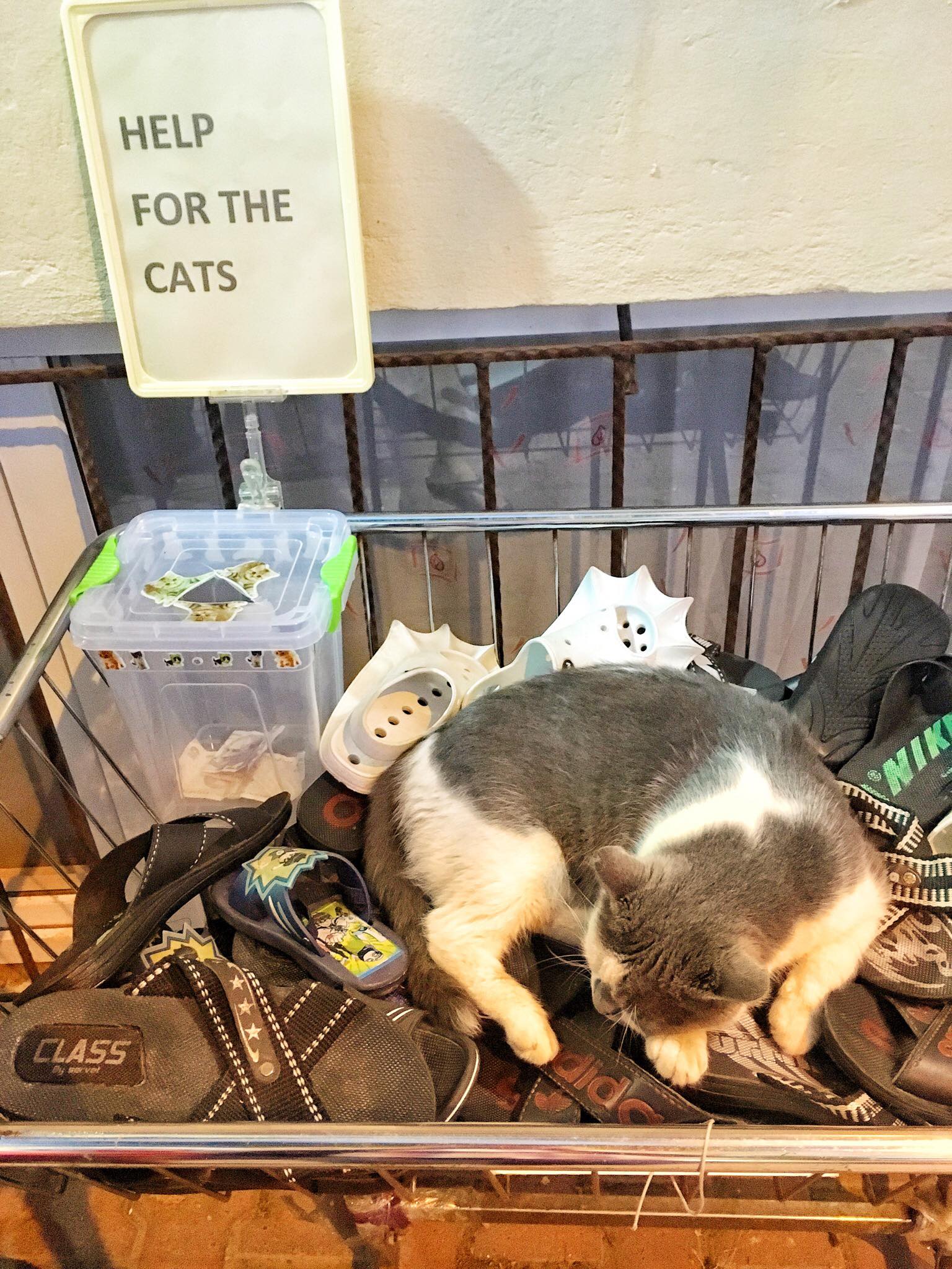 土兒其攤販養的貓咪